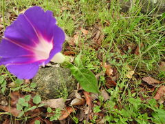 Ipomoea decasperma