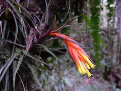 Guzmania angustifolia
