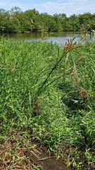 Cyperus exaltatus