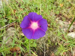 Ipomoea decasperma