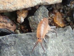 Traskorchestia traskiana