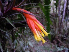 Guzmania angustifolia