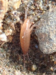 Traskorchestia traskiana