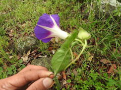 Ipomoea decasperma