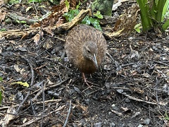 Gallirallus australis