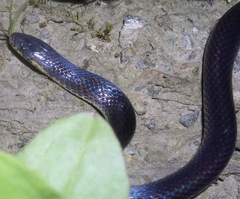 Atractus