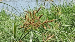 Cyperus exaltatus