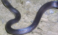 Atractus