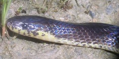 Atractus