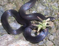Atractus
