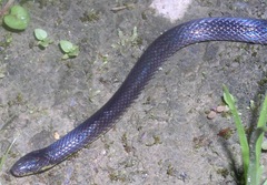 Atractus