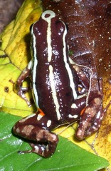 Epipedobates anthonyi