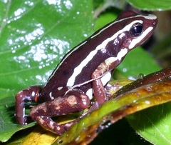 Epipedobates anthonyi