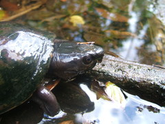 Kinosternon creaseri