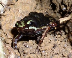 Epipedobates anthonyi