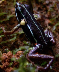 Epipedobates anthonyi