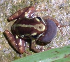 Epipedobates anthonyi