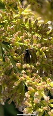 Penthetria heteroptera