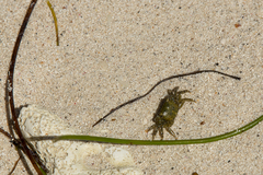 Pachygrapsus transversus