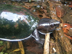 Kinosternon creaseri