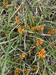 Pultenaea scabra