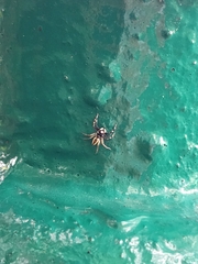 Phintelloides