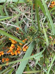 Pultenaea scabra