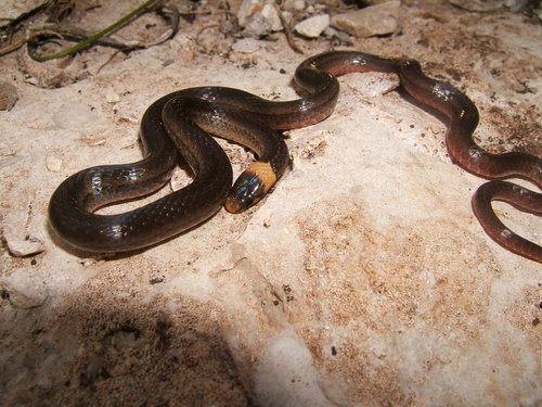 Photo of a Peten Centipede Snake (cuniculator) (Tantilla cuniculator)