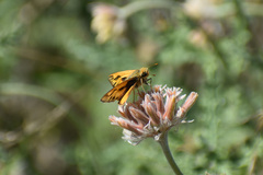 Hylephila phyleus phyleus