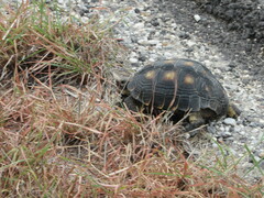 Gopherus berlandieri