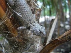 Sceloporus lundelli