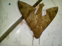 Pachylioides resumens