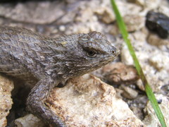 Sceloporus lundelli