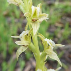 Prasophyllum pallidum