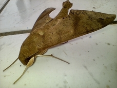 Pachylioides resumens