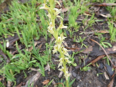 Prasophyllum pallidum