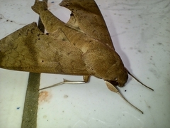 Pachylioides resumens