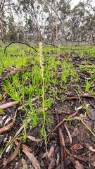 Prasophyllum pallidum