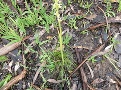 Prasophyllum pallidum