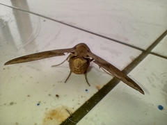 Pachylioides resumens