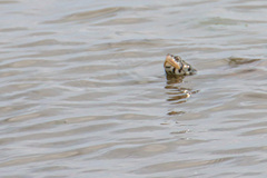 Malaclemys terrapin