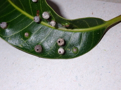 Procontarinia mangiferae