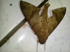 Pachylioides resumens