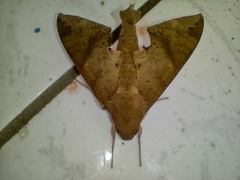 Pachylioides resumens