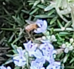 Apis mellifera