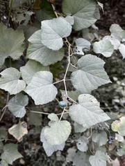 Ampelopsis glandulosa