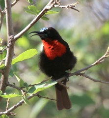 Chalcomitra senegalensis