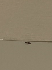 Plodia interpunctella