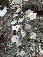 Ampelopsis glandulosa