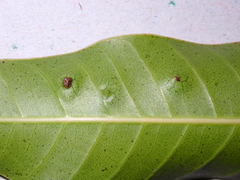 Procontarinia mangiferae